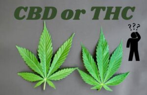 CBD vs. THC: What's the Difference?