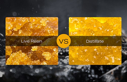 The Lowdown on Vaping Concentrates: Which is Better, Distillate or Live Resin?
